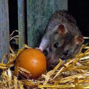 Cum să scapi de șobolani în coopul de pui: cele mai bune căi