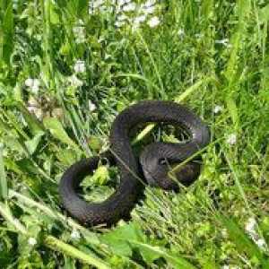 Cum să scapi de șerpi în zona suburbană