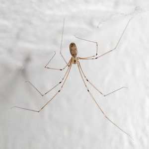 Cum să scapi de păianjeni în case private