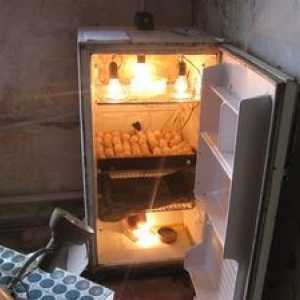Cum sa faci un incubator dintr-un frigider cu mainile tale