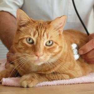 Cum să tratați o pimetru într-o pisică și care sunt simptomele debutului