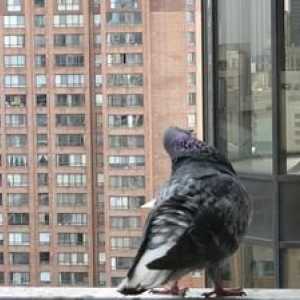 Cum pot să scap de porumbeii de pe balcon și de pervazul ferestrei