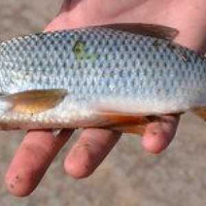 Cum puteți determina vârsta peștilor prin cântărire și alte caracteristici