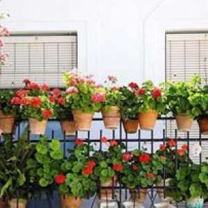 Cum puteți decora balconul cu propriile mâini - fotografie