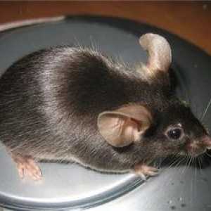 Deoarece mouse-ul este mai bine să mănânce, există un fel de mouse sălbatic și acasă