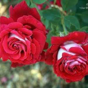Cum să aveți grijă de un trandafir ceai-hibrid Osiria