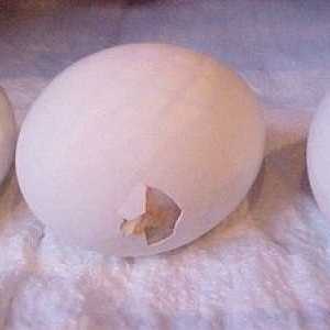 Cum de a determina sexul unui pui de găină dintr-un ou?