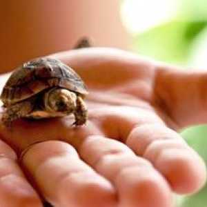 Cum de a determina sexul broaștei de țestoasă cu broască roșie și de țărm?