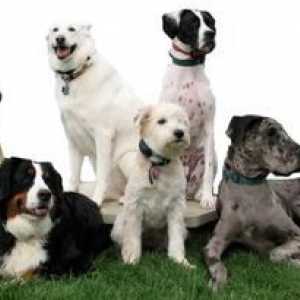 Cum se determină rasa câinilor și a căței