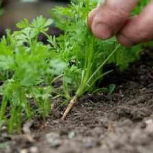 Cum să udă morcovul după plantare în pământ
