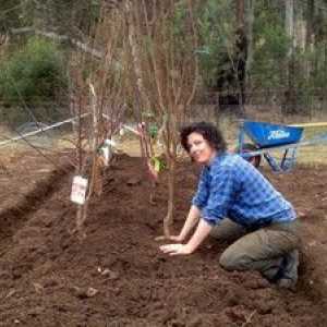 Cum să plantezi un copac și să ai grijă de el în mod corespunzător