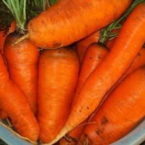 Cum sa semana morcovii astfel incat sa se ridice repede