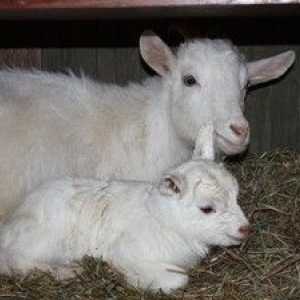 Cum să laptezi și să distribui o capră înainte și după lambing