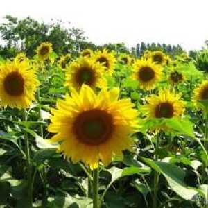 Cum să plantați o floarea-soarelui dintr-o sămânță