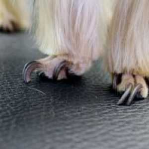 Cum să tăiați corect ghearele unui câine: cum să tăiați ghearele