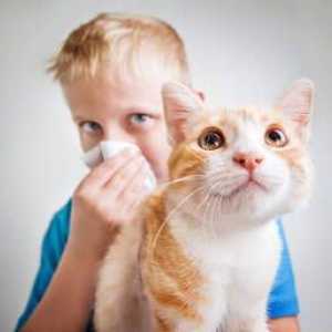 Cum se manifestă alergia la pisici și cum să scapi de ea