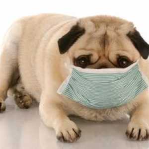 Cum se face o alergie la câini, simptome și tratament