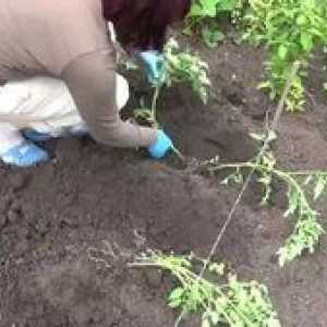 Cum să plantezi roșiile în sol deschis. Plantarea pe răsaduri