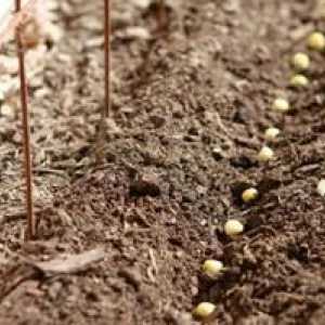 Cum să planteze mazare într-un teren deschis