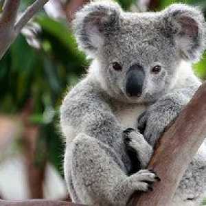 Cum arata un koala si ce culoare au blana?
