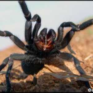 Ce arata un tarantula spider - cine este otravitor sau nu?
