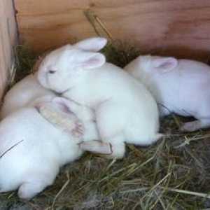 Cum să hrăniți iepurii rămași fără îngrijirea iepurelui?