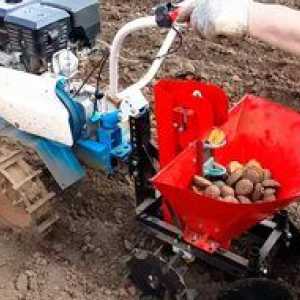 Cum să plantați cartofii cu un motor-bloc