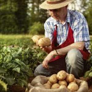 Cum să crească o recoltă bună de cartofi
