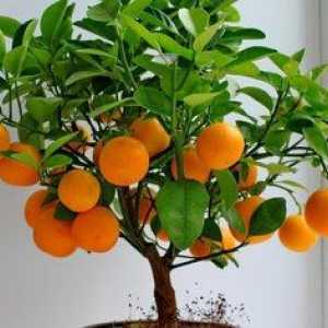 Cum să crești un mandarin de la un os acasă