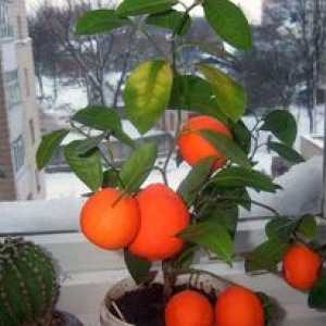 Cum să crești un arbore de mandarine la domiciliu