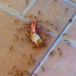Cum să obțineți furnici acasă în apartamentul dvs.