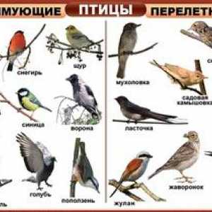 Care sunt tipurile de păsări: numele și descrierea lor