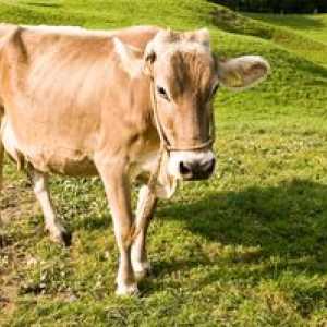 Care sunt avantajele și dezavantajele rasei de vaci Schwick: o caracteristică