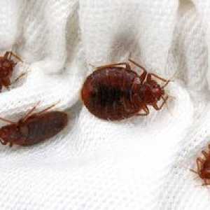 Ce remedii populare pot ucide bug-uri în apartament