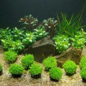 Care sol pentru acvariu și plante este mai bun - specia și alegerea potrivită