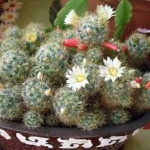 Cactus Mammillaria - miracol pufos: îngrijire la domiciliu