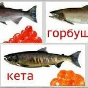 Care pește este mai bine de ales - coho sau ketu?