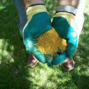 Nitrat de potasiu: aplicarea îngrășământului și proprietățile acestuia