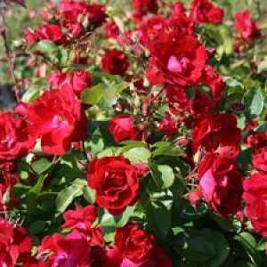 Canadian Park Rose: trăsături de trandafiri și demnitatea lor