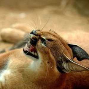 Caracal desert lynx: descriere și îngrijire de stepă cat