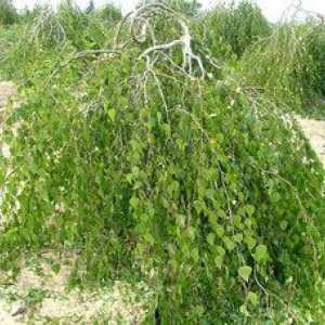 Piticul mesteacan - în cazul în care un copac creste, soiurile sale populare