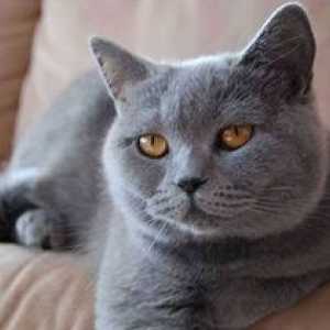 Pisica carteziană sau pisica "Chartreuse": totul despre rasă