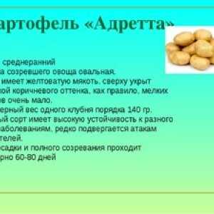 Adrette cartofi: descrierea și caracterizarea soiului
