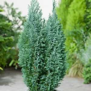 Cypress lavson elfwood: descriere, îngrijire și plantare