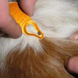 Cicatrice la câini: ce trebuie făcut dacă sunt detectate, tratate