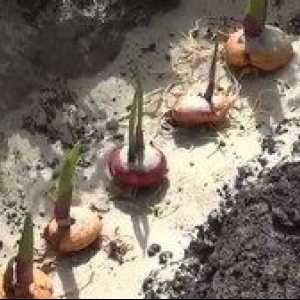 Când puteți planta gladioli într-un teren deschis în primăvară