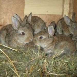 Când să planteze iepuri dintr-un iepure, tipurile și calendarul de plantare a animalelor tinere