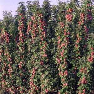 Coloane în formă de pomi fructiferi și plante fructifere