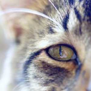 Conjunctivită la pisici și pisici: cauze, modalități de tratare