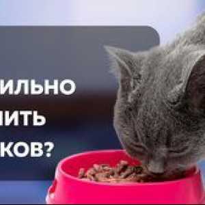 Hrană pentru pisicile stearate: cum să hrăniți animalul în mod corespunzător